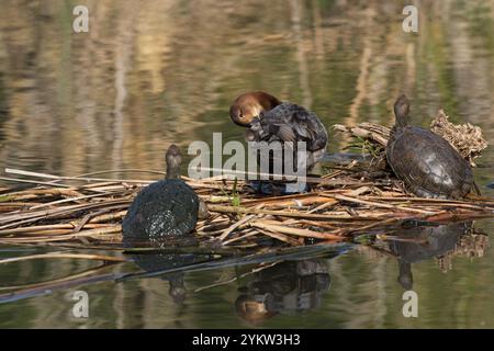 Gemeinsame pochard Aythya ferina Weibchen auf der Matte von Vegetation mit Europäische Sumpfschildkröte Emys obicularis im See im Quinta do Lago Teil der Ria für Stockfoto