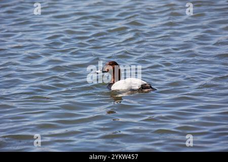 Gemeinsame pochard Aytha ferina männlichen auf Radipole See RSPB Reservat, Weymouth, Dorset, England, UK, April 2018 Stockfoto