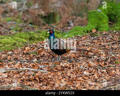 Japanischer grüner Fasan Phasianus versicolor unter Blattstreu auf einem Waldboden in der Nähe von Bransgore, Hampshire, England, Großbritannien, Januar 2021 Stockfoto