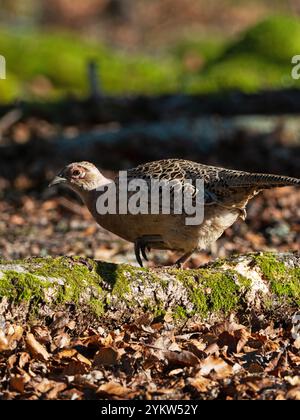 Japanischer grüner Fasan Phasianus versicolor weiblich im Wald, bei Bransgore, Hampshire, England, Vereinigtes Königreich, Februar 2021 Stockfoto