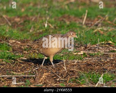 Fasan Phasianus colchicus weiblich unter toter Vegetation, nahe Cashmoor, Cranborne Chase, Dorset, England, Großbritannien, Januar 2022 Stockfoto