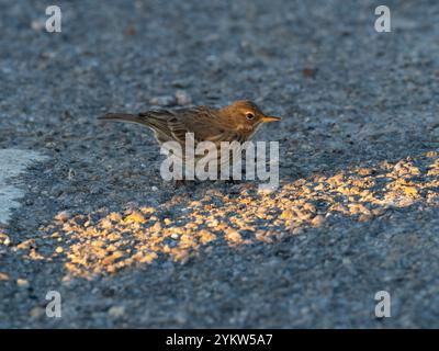 Felsenpipit Anthus Petrososos Fütterung neben einem Lichtschacht, Portland Bill, Jurrasic Coast, Dorset, England, Großbritannien, Januar 2023 Stockfoto