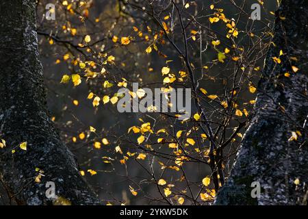 Die Blätter der Silver Birch Tree (Betula pendula) werden im Herbst von der Sonne beleuchtet, North Pennies, Teesdale, County Durham, Großbritannien Stockfoto