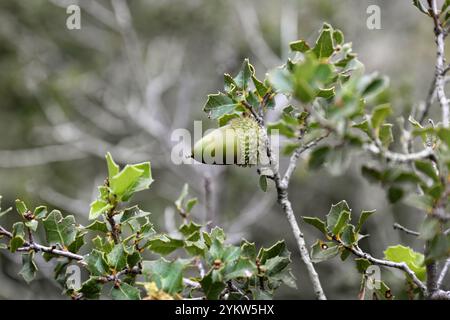 Holm Oak (Quercus ilex) Baum mit Eicheln, Frankreich Stockfoto