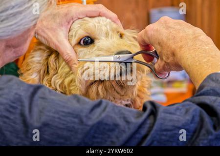 Gleich wieder hübsch. Der junge Cockapoo zum ersten Mal beim Hundefrisör. Grassau Bayern Deutschland *** wieder hübsch der junge Cockapoo zum ersten Mal beim Groomer Grassau Bayern Deutschland Copyright: XRolfxPossx Stockfoto