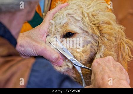 Gleich wieder hübsch. Der junge Cockapoo zum ersten Mal beim Hundefrisör. Grassau Bayern Deutschland *** wieder hübsch der junge Cockapoo zum ersten Mal beim Groomer Grassau Bayern Deutschland Copyright: XRolfxPossx Stockfoto