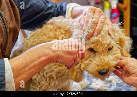Gleich wieder hübsch. Der junge Cockapoo zum ersten Mal beim Hundefrisör. Grassau Bayern Deutschland *** wieder hübsch der junge Cockapoo zum ersten Mal beim Groomer Grassau Bayern Deutschland Copyright: XRolfxPossx Stockfoto