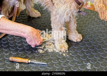 Gleich wieder hübsch. Der junge Cockapoo zum ersten Mal beim Hundefrisör. Grassau Bayern Deutschland *** wieder hübsch der junge Cockapoo zum ersten Mal beim Groomer Grassau Bayern Deutschland Copyright: XRolfxPossx Stockfoto