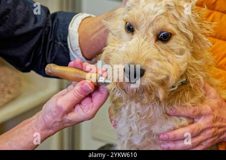 Gleich wieder hübsch. Der junge Cockapoo zum ersten Mal beim Hundefrisör. Grassau Bayern Deutschland *** wieder hübsch der junge Cockapoo zum ersten Mal beim Groomer Grassau Bayern Deutschland Copyright: XRolfxPossx Stockfoto