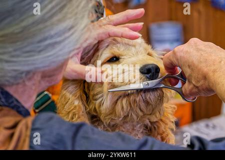 Gleich wieder hübsch. Der junge Cockapoo zum ersten Mal beim Hundefrisör. Grassau Bayern Deutschland *** wieder hübsch der junge Cockapoo zum ersten Mal beim Groomer Grassau Bayern Deutschland Copyright: XRolfxPossx Stockfoto