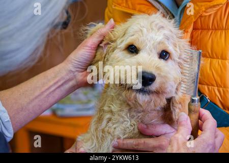 Gleich wieder hübsch. Der junge Cockapoo zum ersten Mal beim Hundefrisör. Grassau Bayern Deutschland *** wieder hübsch der junge Cockapoo zum ersten Mal beim Groomer Grassau Bayern Deutschland Copyright: XRolfxPossx Stockfoto