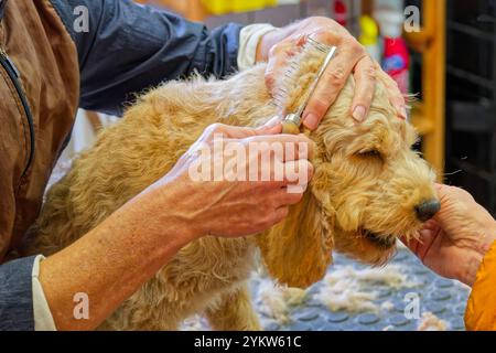 Gleich wieder hübsch. Der junge Cockapoo zum ersten Mal beim Hundefrisör. Grassau Bayern Deutschland *** wieder hübsch der junge Cockapoo zum ersten Mal beim Groomer Grassau Bayern Deutschland Copyright: XRolfxPossx Stockfoto