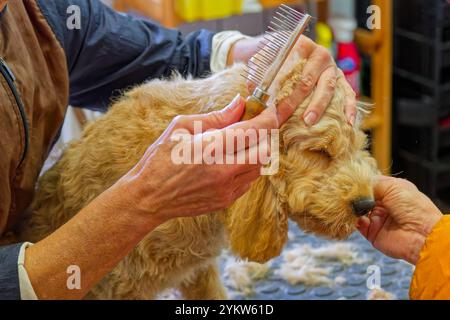 Gleich wieder hübsch. Der junge Cockapoo zum ersten Mal beim Hundefrisör. Grassau Bayern Deutschland *** wieder hübsch der junge Cockapoo zum ersten Mal beim Groomer Grassau Bayern Deutschland Copyright: XRolfxPossx Stockfoto
