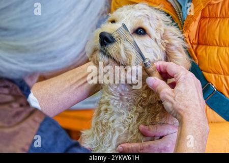 Gleich wieder hübsch. Der junge Cockapoo zum ersten Mal beim Hundefrisör. Grassau Bayern Deutschland *** wieder hübsch der junge Cockapoo zum ersten Mal beim Groomer Grassau Bayern Deutschland Copyright: XRolfxPossx Stockfoto