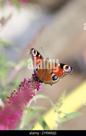 Pfauenfalter (Inachis io) saugt Nektar an Schmetterlingsstrauch (Buddleja davidii), in einer natürlichen Umgebung in freier Wildbahn, Nahaufnahme, Tierwelt, Insekten Stockfoto