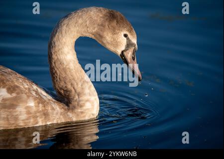 cygnet Porträt leeds liverpool Canal lancashire Stockfoto