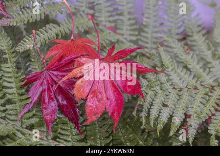 Japanischer Fanahorn (Acer palmatum Trompenburg), Herbstblätter auf Farn, Emsland, Niedersachsen, Deutschland, Europa Stockfoto