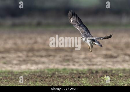 Bussard (Buteo buteo), Fliegen, Emsland, Niedersachsen, Deutschland, Europa Stockfoto