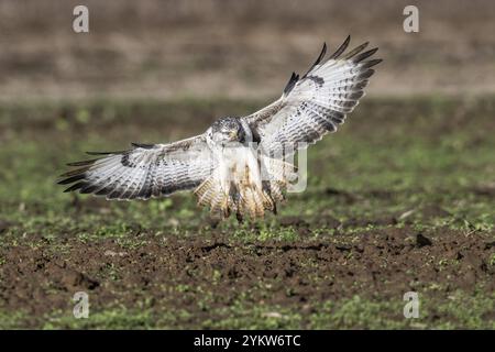 Bussard (Buteo buteo), Fliegen, Emsland, Niedersachsen, Deutschland, Europa Stockfoto