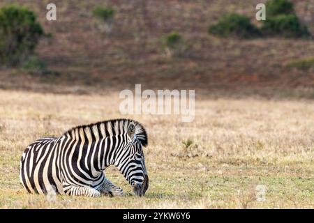 Ein einsames Zebra, das allein auf Gras im Schotia Game Reserve, Eastern Cape, Südafrika, sitzt Stockfoto