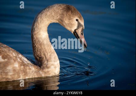 cygnet Porträt leeds liverpool Canal lancashire Stockfoto