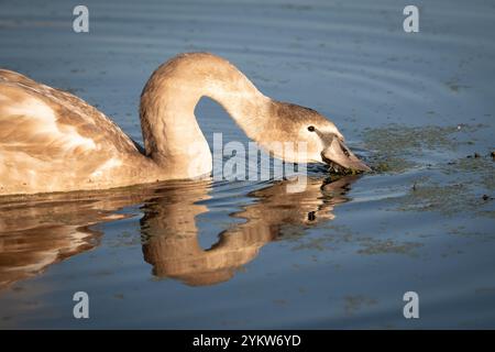 cygnet-Fütterung auf dem leeds liverpool-Kanal lancashire Stockfoto
