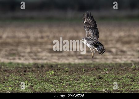 Bussard (Buteo buteo), Fliegen, Emsland, Niedersachsen, Deutschland, Europa Stockfoto