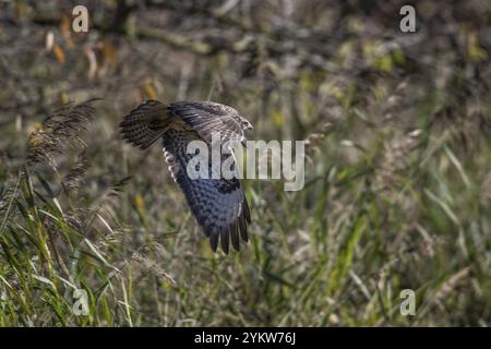 Bussard (Buteo buteo), Fliegen, Emsland, Niedersachsen, Deutschland, Europa Stockfoto