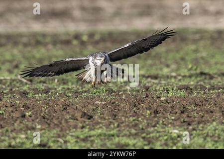 Bussard (Buteo buteo), Fliegen, Emsland, Niedersachsen, Deutschland, Europa Stockfoto