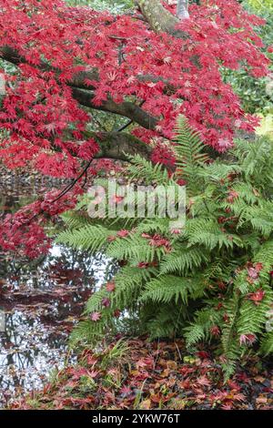 Japanischer Fächerahorn (Acer palmatum Trompenburg) und Farn, Herbstfarben, Emsland, Niedersachsen, Deutschland, Europa Stockfoto