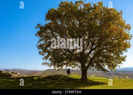 Große Herbsteiche und grünes Gras auf einer Wiese. Touristenfotograf mit Kamera unter einem großen Baum. Mann im Schatten eines großen Baumes. Reise-Pho Stockfoto