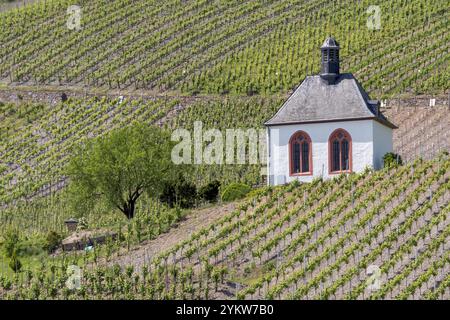 Kesselstatt-Kapelle in den Weinbergen bei Kroev, Grabkapelle, Mosel, Rheinland-Pfalz, Deutschland, Europa Stockfoto