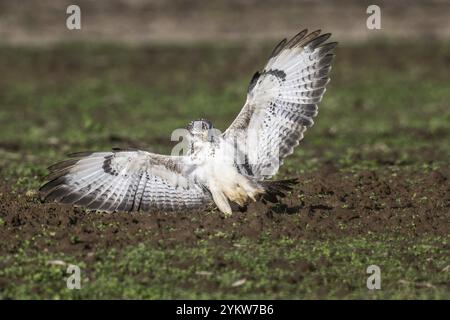 Bussard (Buteo buteo), Fliegen, Emsland, Niedersachsen, Deutschland, Europa Stockfoto