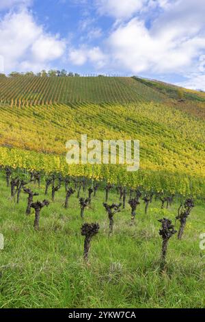 Weinberge mit knorrigen Rebstöcken auf einem Hügel, umgeben von grünen Gräsern in herbstlichen Farben, werden die Rebstöcke entfernt, da der Anbau nicht mehr erfolgt Stockfoto