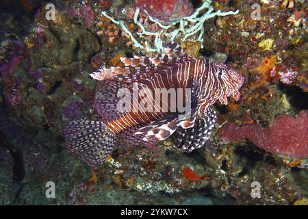 Pazifische Rotfeuerfische (Pterois volitans) schwimmen über einem farbenfrohen Korallenriff, vielfältige Meereslandschaft, Tauchplatz Toyapakeh, Nusa Ceningan, Nusa Penida, Bali Stockfoto