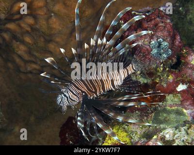 Pazifischer Rotfeuerfisch (Pterois volitans) elegant schwebend neben farbenfrohen Korallen im Meer, Tauchplatz Spice Reef, Penyapangan, Bali, Indonesien, AS Stockfoto