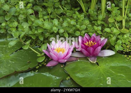 Rote und rosafarbene Seerosen (Nymphaea) auf grünen Blättern im Teich, Entengras, rosa, Baden-Württemberg, Deutschland, Europa Stockfoto