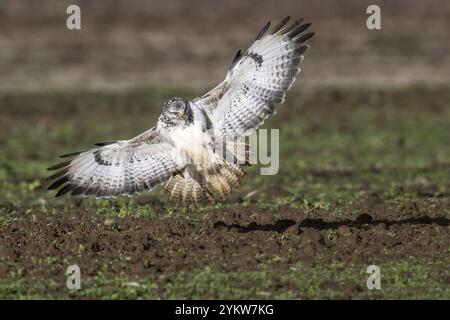 Bussard (Buteo buteo), Fliegen, Emsland, Niedersachsen, Deutschland, Europa Stockfoto