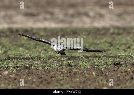 Bussard (Buteo buteo), Fliegen, Emsland, Niedersachsen, Deutschland, Europa Stockfoto