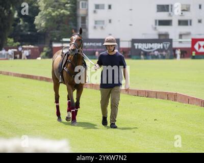 Szene aus der 131. Argentine Open Polo Championship (Spanisch: Campeonato Argentino Abierto de Polo), wird eine Stute nach ihrem Stint, blasser, zurückgeführt Stockfoto