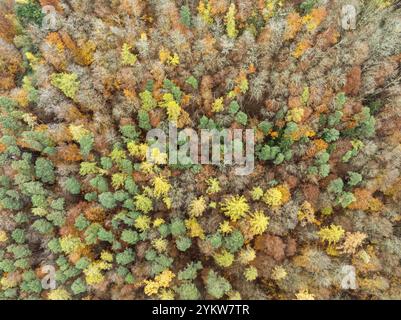 Luftaufnahme, Blick von oben nach unten auf einen bunten Herbstwald, Mischwald, im Herbst, Vollgröße, Baden-Württemberg, Deutschland, Europa Stockfoto