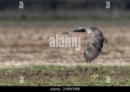 Bussard (Buteo buteo), Fliegen, Emsland, Niedersachsen, Deutschland, Europa Stockfoto