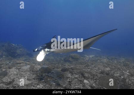 Ein einzelner Mantarochen, Riffmanta (Mobula alfredi), schwimmt majestätisch durch die blauen Tiefen des Ozeans, Tauchplatz Manta Point, Nusa Ceningan, Nusa P Stockfoto