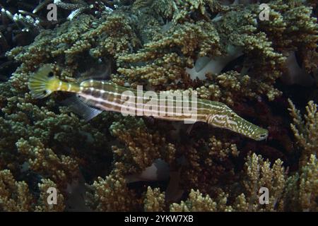 Ein gestreifter Fisch, chinesischer Trompetenfisch (Aulostomus chinensis), geschickt versteckt in dichten Korallen, Tauchplatz SD, Nusa Ceningan, Nusa Penida, Bali, Indonesisch Stockfoto