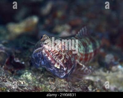 Ein Eidechsenfisch mit grün-roten Mustern, Riffechsenfisch (Synodus variegatus), auf dem Meeresgrund eines Korallenriffs, Tauchplatz Spice Reef, Penyapangan, Ba Stockfoto