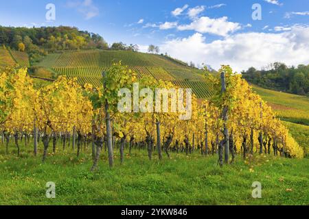 Ein Weinberg im Herbst mit hellgelben Blättern unter blauem Himmel und sanften Hügeln, Rems Valley, Korb, Baden-Württemberg, Deutschland, Europa Stockfoto