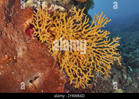 Eine orangene Korallenformation hebt sich auffallend von einem Felsen ab. Darin, gut versteckt, ein chinesischer Trompetenfisch (Aulostomus chinensis) Jungtier, Tauchplatz SD, Stockfoto