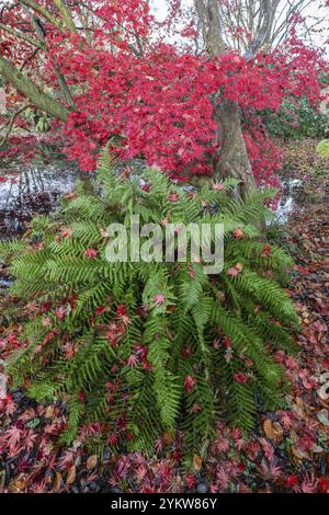 Japanischer Fächerahorn (Acer palmatum Trompenburg) und Farn, Herbstfarben, Emsland, Niedersachsen, Deutschland, Europa Stockfoto