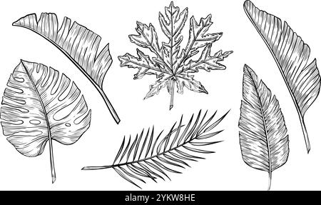 Vektorillustration für Palmblätter. Lineare Zeichnung des Sets mit exotischen tropischen Pflanzen im Ätzstil. Botanische Gravur von Dschungellaub auf isoliertem Hintergrund für Symbol oder Logo. Stock Vektor