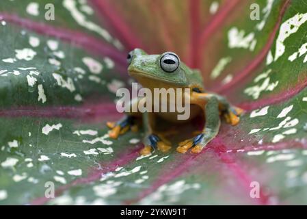 Grüner Baum fliegender Frosch (Rhacophorus reinwarditii), der auf einem Blatt sitzt Stockfoto